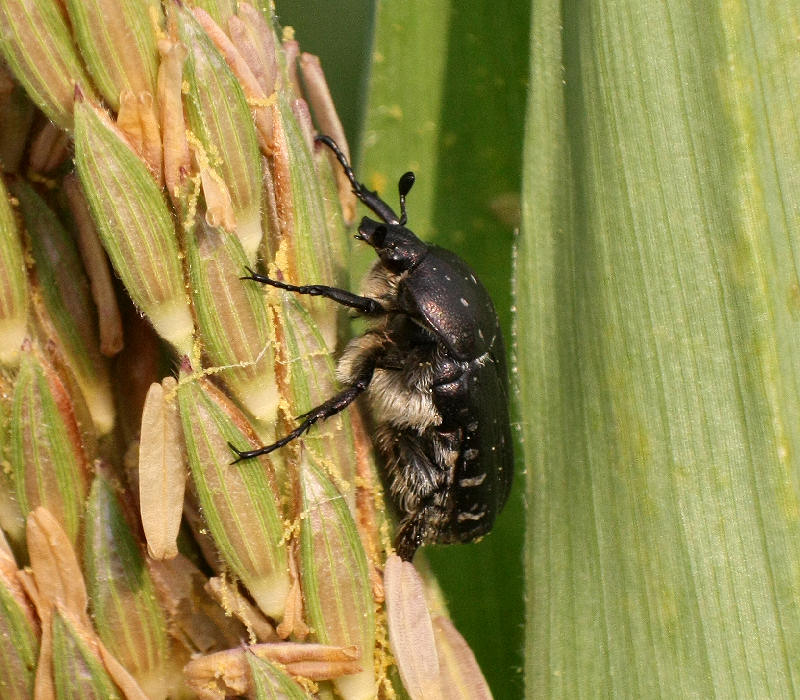 coleottero nero da determinare - Oxythyraea funesta